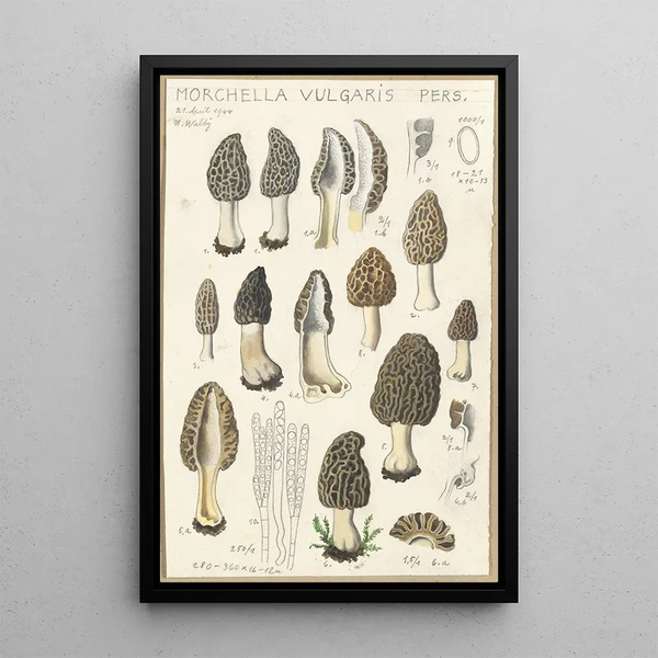 Morchella vulgaris - Hans Baldung — gerahmtes Bild an der Wand