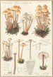 Mycena prolifera - Hans Baldung — Ansicht des Kunstwerks