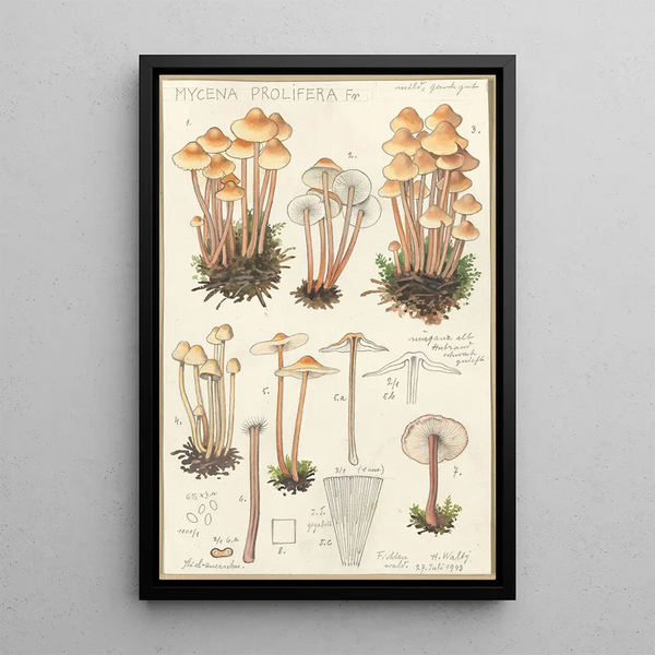 Mycena prolifera - Hans Baldung — gerahmtes Bild an der Wand