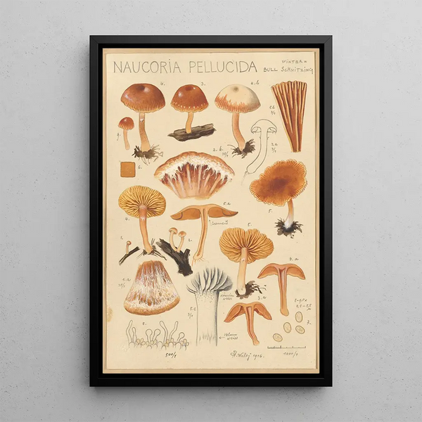 Naucoria pellucida - Hans Baldung — gerahmtes Bild an der Wand