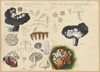 Nyctalis parasitica Nyctalis asterophora - Hans Baldung — Ansicht des Kunstwerks