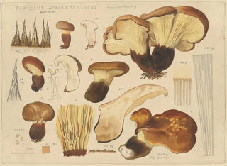 Paxille atrotomentueux - Hans Baldung — Ansicht des Kunstwerks