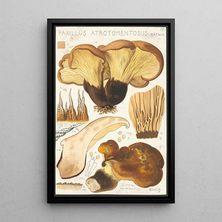 Hans Walty - Paxillus atrotomentosus Batsch 2.webp