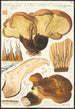 Paxillus atrotomentosus Batsch 2 - Hans Baldung — Ansicht des Kunstwerks