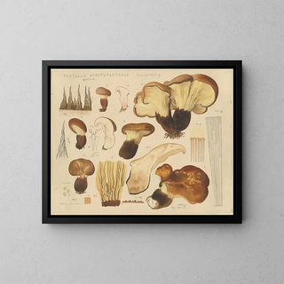 Paxille atrotomentueux - Hans Baldung — gerahmtes Bild an der Wand