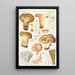 Paxillus involutus Batsch - Hans Baldung — gerahmtes Bild an der Wand