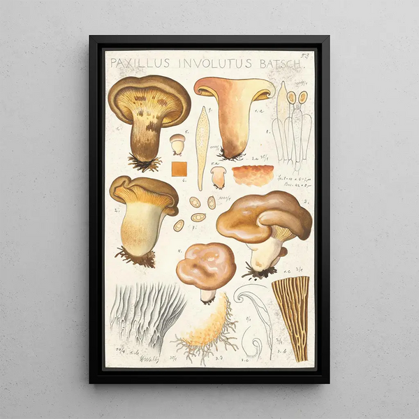 Paxillus involutus Batsch - Hans Baldung — gerahmtes Bild an der Wand