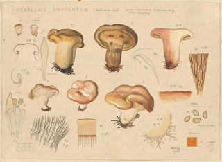 Hans Walty - Paxillus involutus Batsch 1796.webp