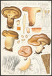 Paxillus involutus Batsch - Hans Baldung — Ansicht des Kunstwerks