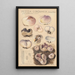 Peziza coronaria - Hans Baldung — gerahmtes Bild an der Wand