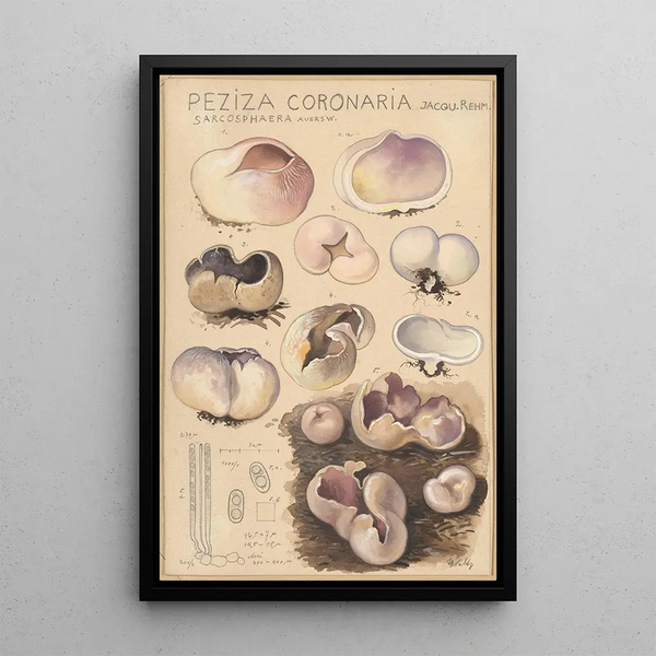Peziza coronaria - Hans Baldung — gerahmtes Bild an der Wand