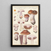 Phlegmacium purpuras - Hans Baldung — gerahmtes Bild an der Wand
