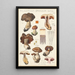 Phlegmacium spadiceum Batsch - Hans Baldung — gerahmtes Bild an der Wand