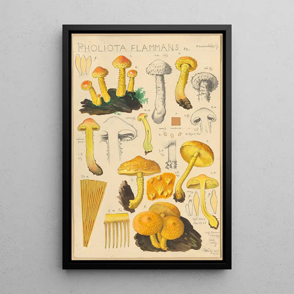 Pholiota flammans Pholiota caperata - Hans Baldung — gerahmtes Bild an der Wand