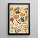 Pholiota mutabilis Schaeffer - Hans Baldung — gerahmtes Bild an der Wand