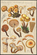 Pholiota mutabilis Schaeffer - Hans Baldung — Ansicht des Kunstwerks