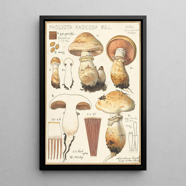 Pholiota radicosa Bull - Hans Baldung — gerahmtes Bild an der Wand
