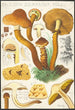 Pholiota squarrosa Mll - Hans Baldung — Ansicht des Kunstwerks