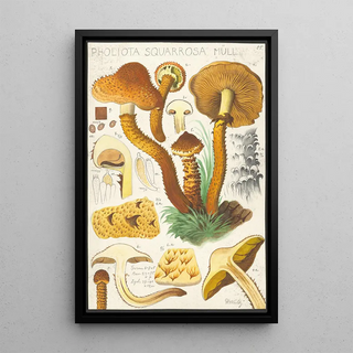 Hans Walty - Pholiota squarrosa Mll.webp