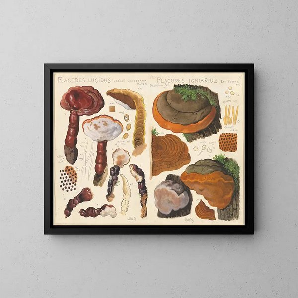 Placodes lucidus Placodes igniarus - Hans Baldung — gerahmtes Bild an der Wand