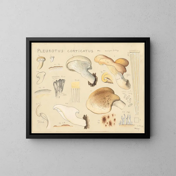 Pleurote corticatus - Hans Baldung — gerahmtes Bild an der Wand