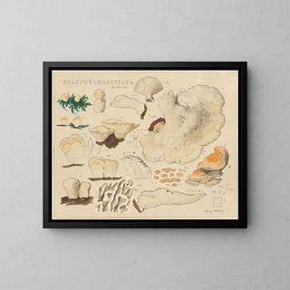 Hans Walty - Polyporus lacteus Fr Sk Molles.webp