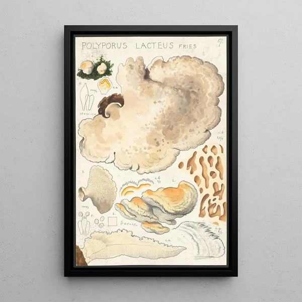 Polyporus lacteus Fries - Hans Baldung — gerahmtes Bild an der Wand
