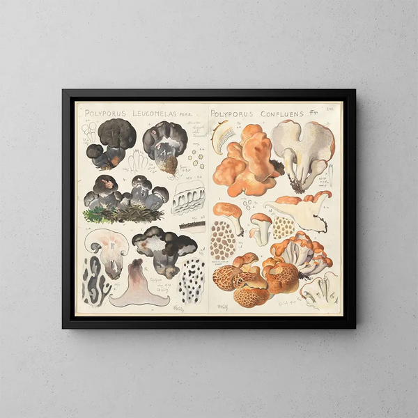 Polypore leucomèle Polypore confluent - Hans Baldung — gerahmtes Bild an der Wand
