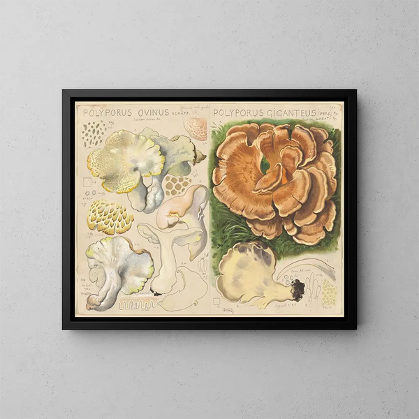 Polypore ovin und Polypore géant - Hans Baldung — gerahmtes Bild an der Wand