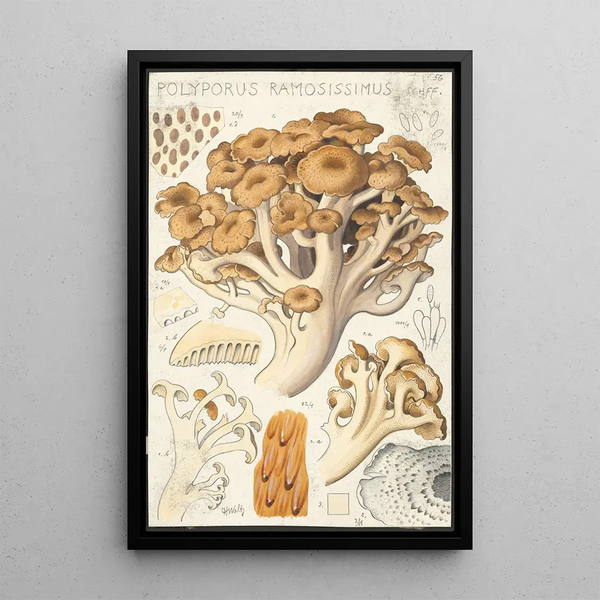 Polyporus ramosissimus Schff - Hans Baldung — gerahmtes Bild an der Wand