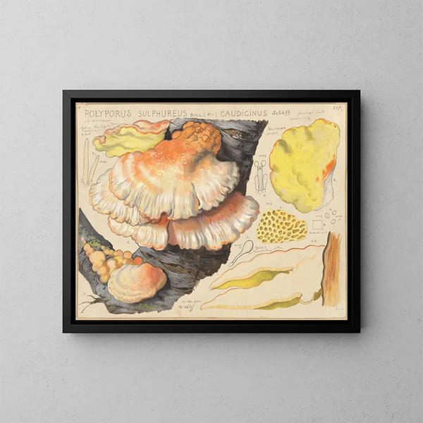 Polypore sulfuré - Hans Baldung — gerahmtes Bild an der Wand
