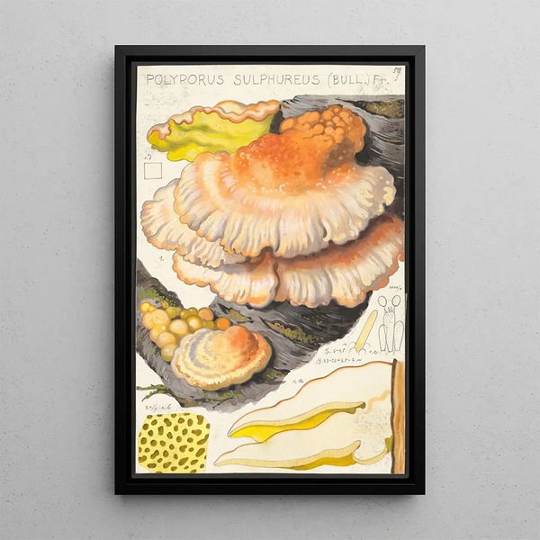 Polyporus sulfureus Bull Fr - Hans Baldung — gerahmtes Bild an der Wand