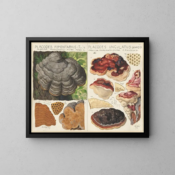 Polystictus fomentarius et Placodes ungulatus - Hans Baldung — gerahmtes Bild an der Wand
