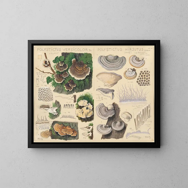 Polystictus versicolor Polystictus hirsutus - Hans Baldung — gerahmtes Bild an der Wand