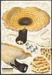 Poyporus squamosus Fries - Hans Baldung — Ansicht des Kunstwerks