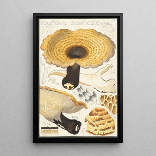 Hans Walty - Poyporus squamosus Fries.webp