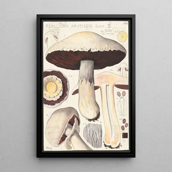 Psalliota Arvensis Schff II - Hans Baldung — gerahmtes Bild an der Wand
