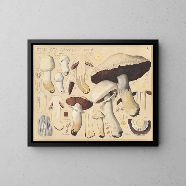 Psalliote des Feldes - Hans Baldung — gerahmtes Bild an der Wand