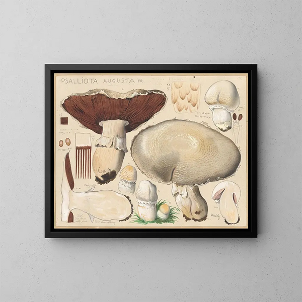 Psalliota augusta - Hans Baldung — gerahmtes Bild an der Wand
