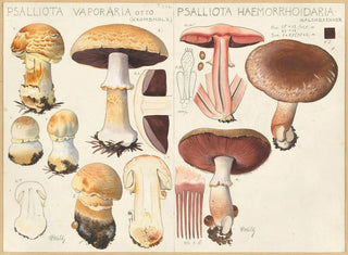Hans Walty - Psalliota vaporaria Psalliota haemorrhoidaria.webp
