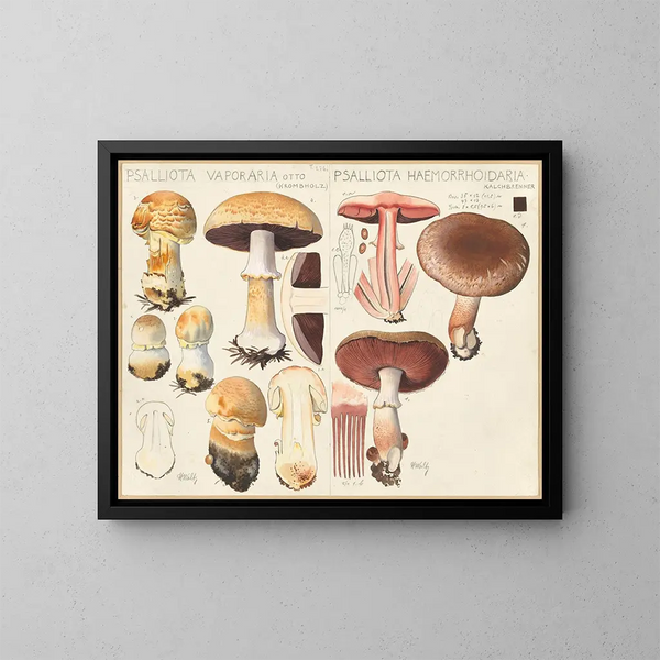 Psalliota vaporaria Psalliota haemorrhoidaria - Hans Baldung — gerahmtes Bild an der Wand