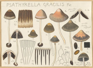 Psathyrella gracilis - Hans Baldung — Ansicht des Kunstwerks