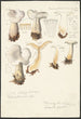 Psathyrella gracilis Clitocybe clavipes - Hans Baldung — Ansicht des Kunstwerks