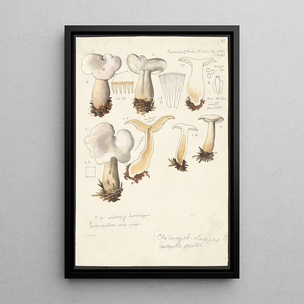 Psathyrella gracilis Clitocybe clavipes - Hans Baldung — gerahmtes Bild an der Wand
