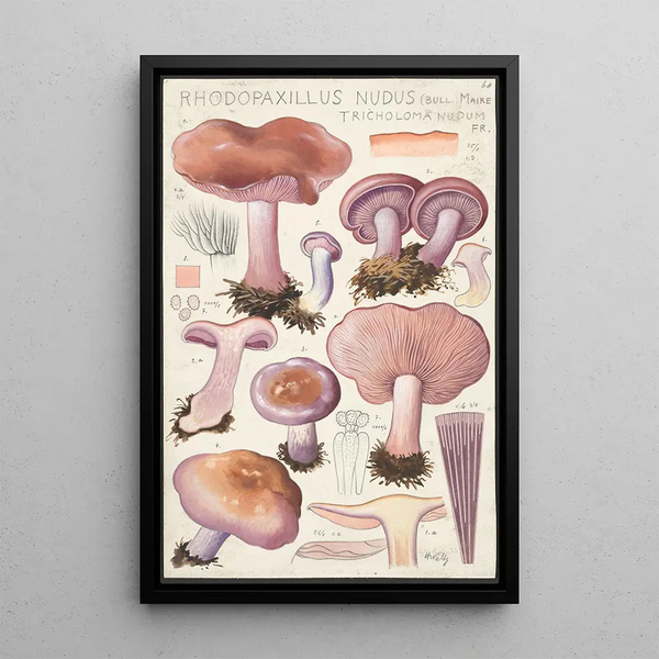 Rhodopaxillus nudus Bull Maire Tricholoma nudum Fr - Hans Baldung — gerahmtes Bild an der Wand