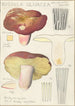 Russula olivacea - Hans Baldung — Ansicht des Kunstwerks