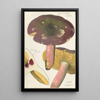 Hans Walty - Russula Olivacea schff.webp