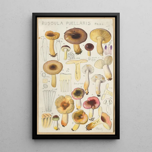 Russula puellaries - Hans Baldung — gerahmtes Bild an der Wand