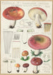Russula seperina - Hans Baldung — Ansicht des Kunstwerks