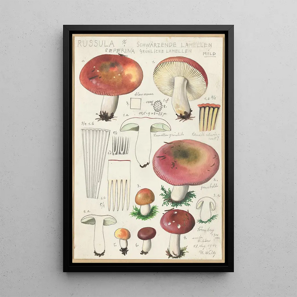 Russula seperina - Hans Baldung — gerahmtes Bild an der Wand